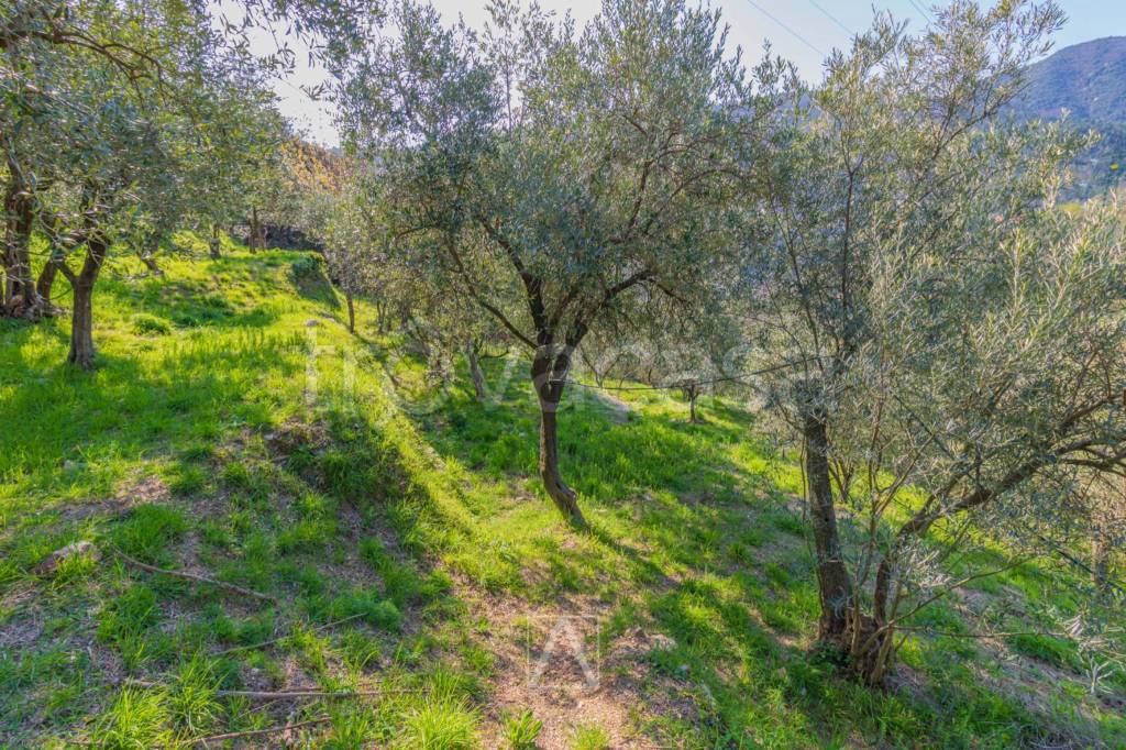 immagine annuncio 3 di 13