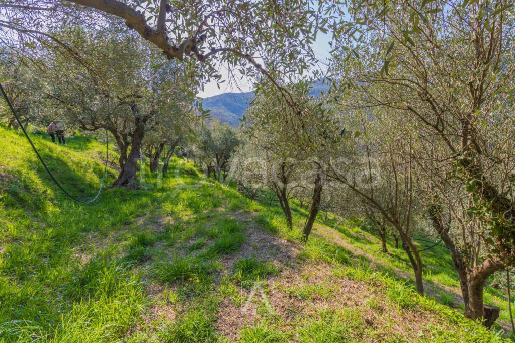 immagine annuncio 5 di 13