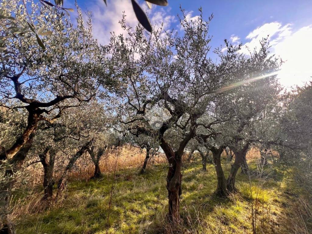 immagine annuncio 1 di 14