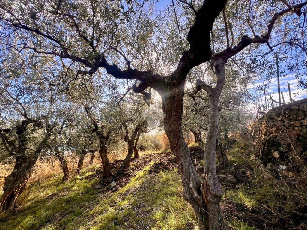 immagine annuncio 2 di 14