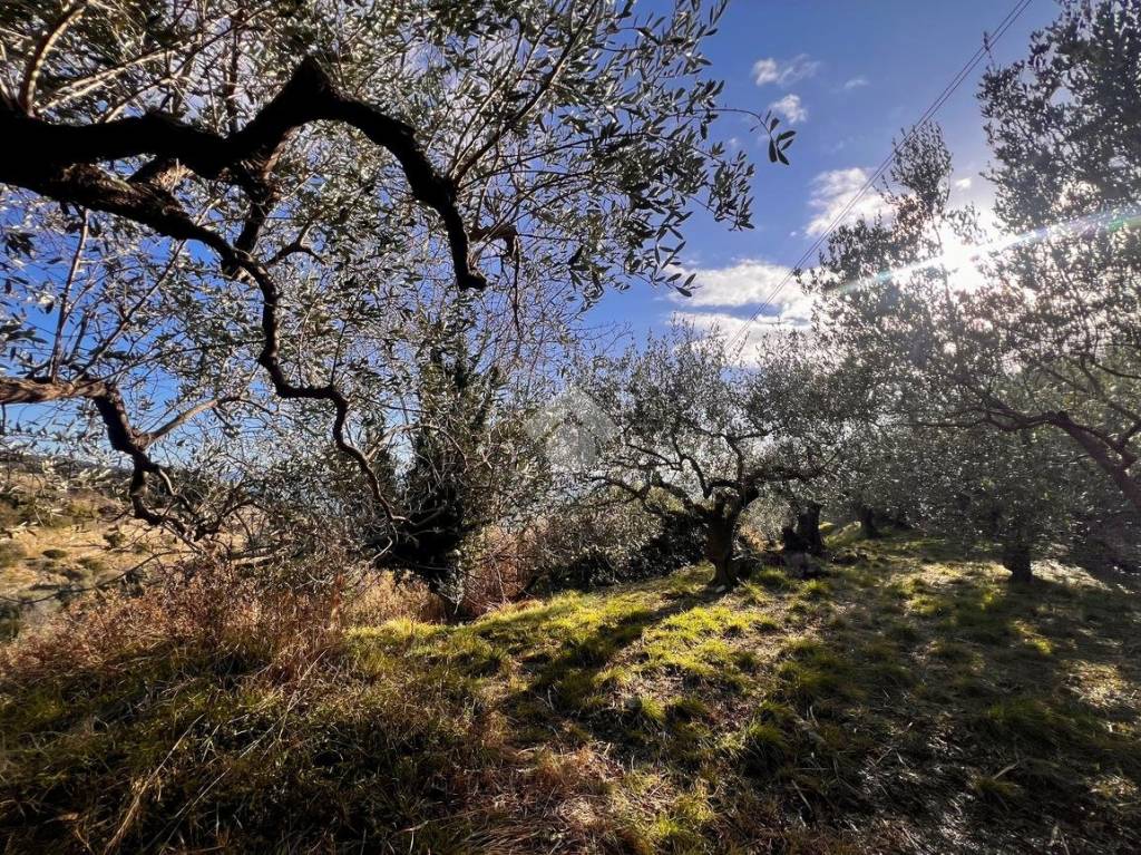 immagine annuncio 5 di 14