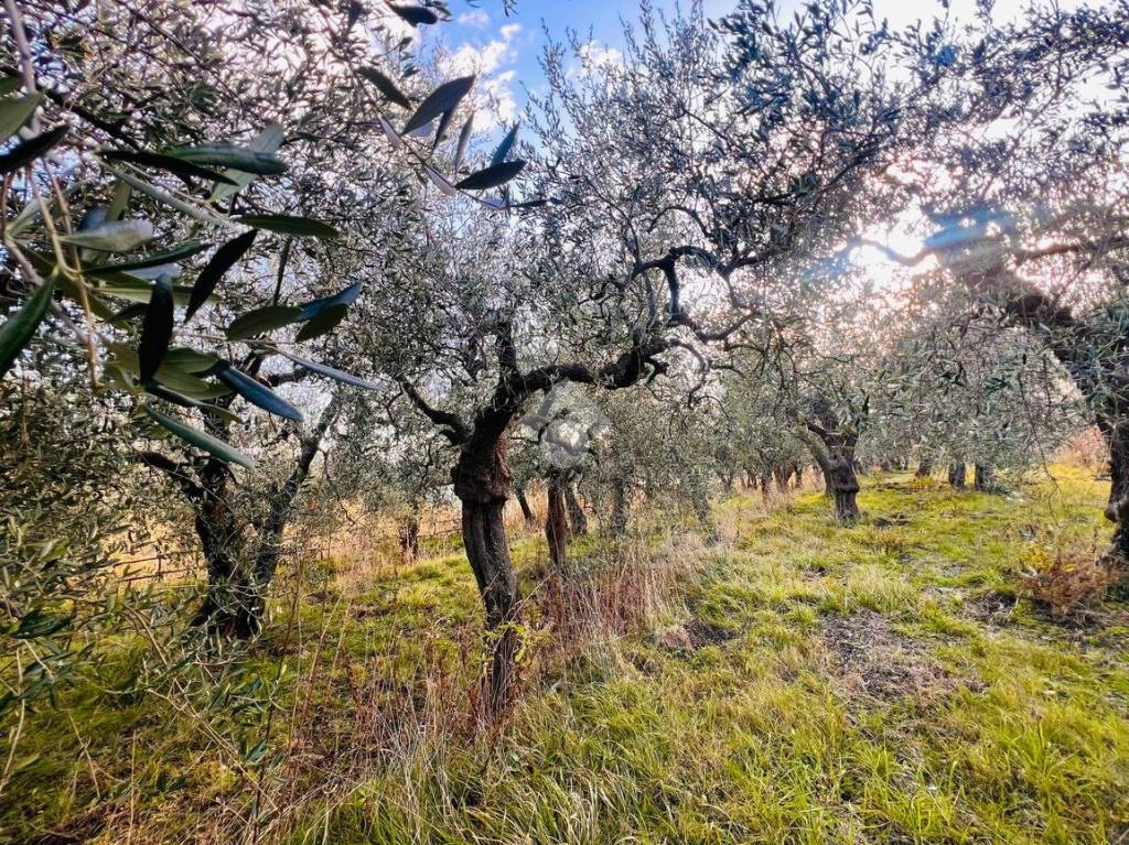 immagine annuncio 7 di 14