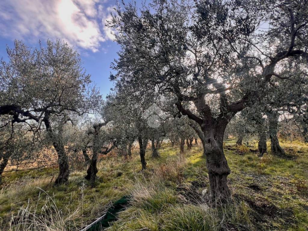 immagine annuncio 8 di 14