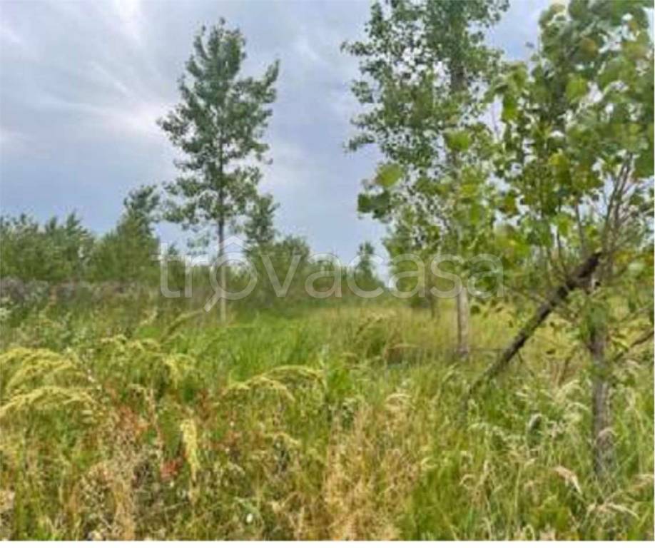 immagine annuncio 3 di 12