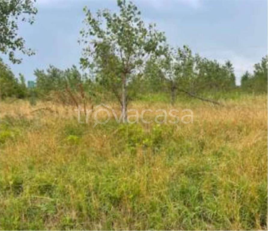 immagine annuncio 4 di 12