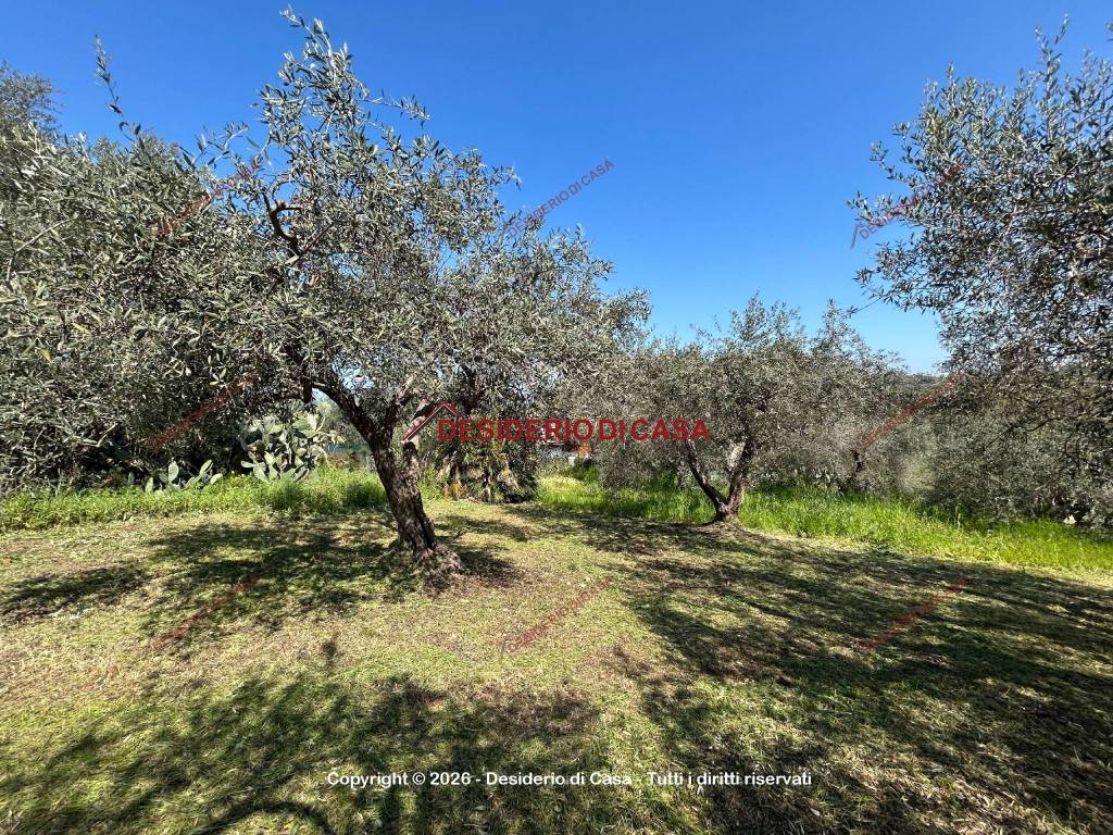 immagine annuncio 4 di 12