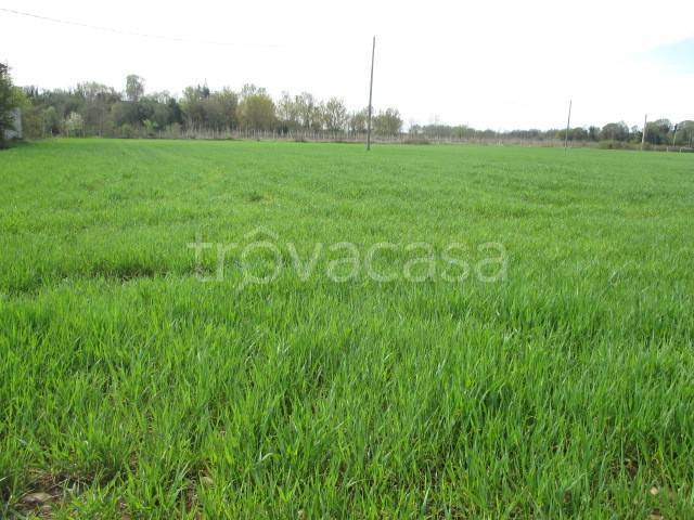 immagine annuncio 4 di 8