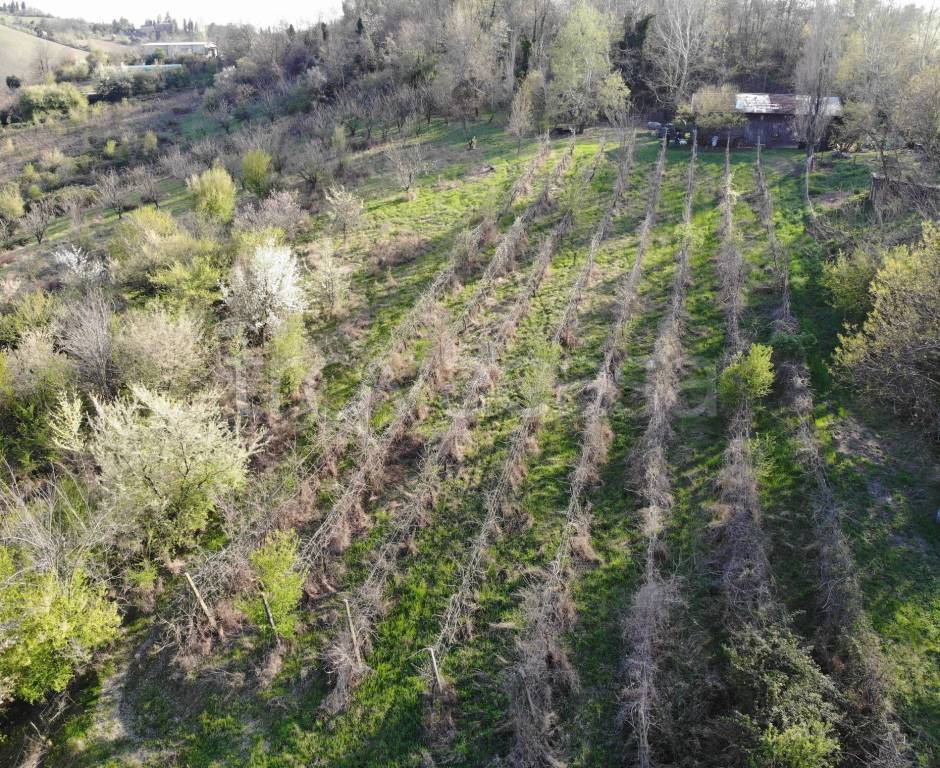 immagine annuncio 1 di 7