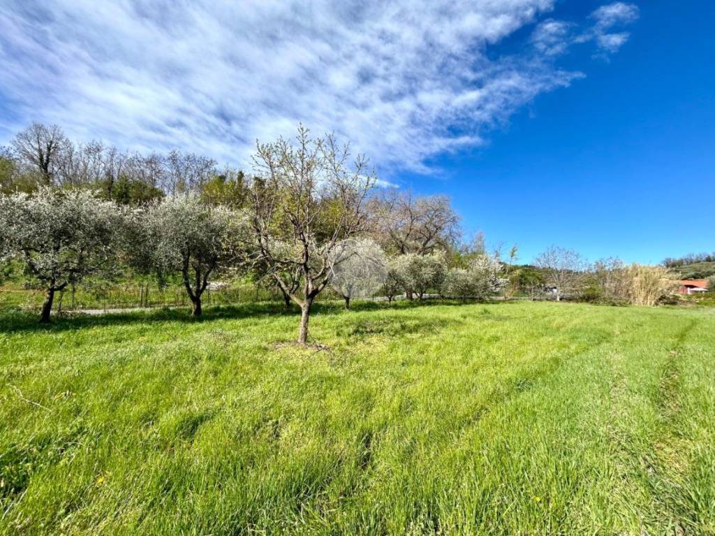 immagine annuncio 1 di 9