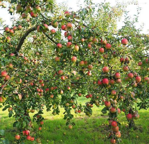 immagine annuncio 10 di 12