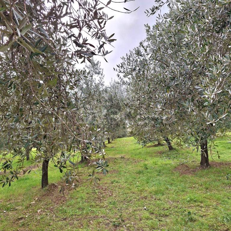 immagine annuncio 2 di 14