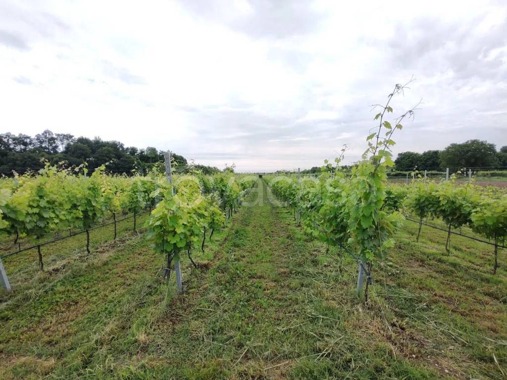 immagine annuncio 6 di 11