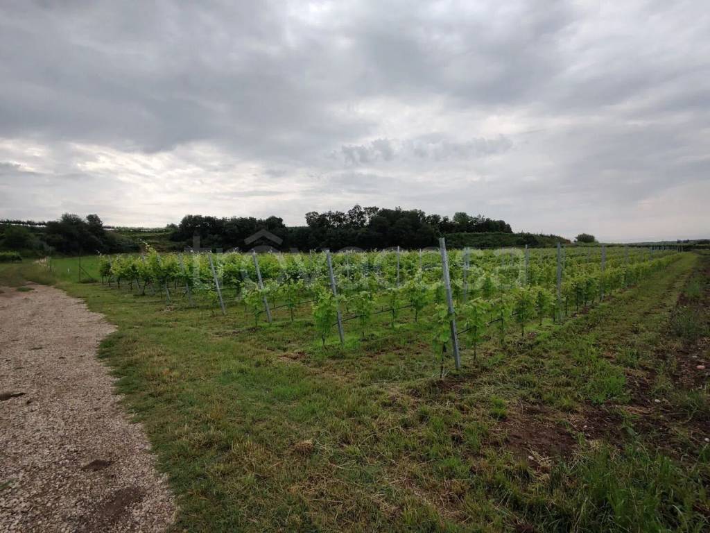 immagine annuncio 9 di 11