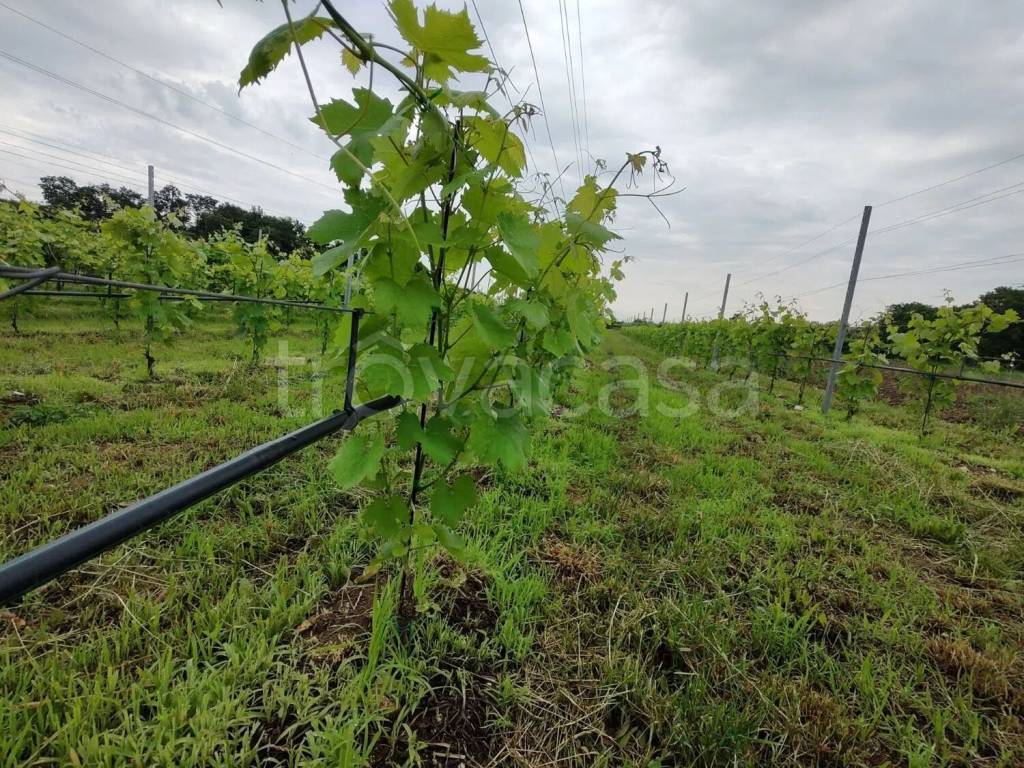 immagine annuncio 10 di 11