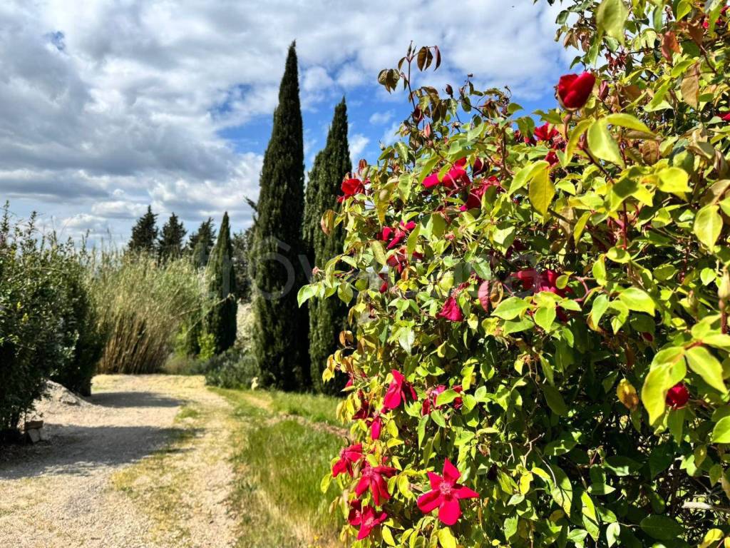 immagine annuncio 7 di 8