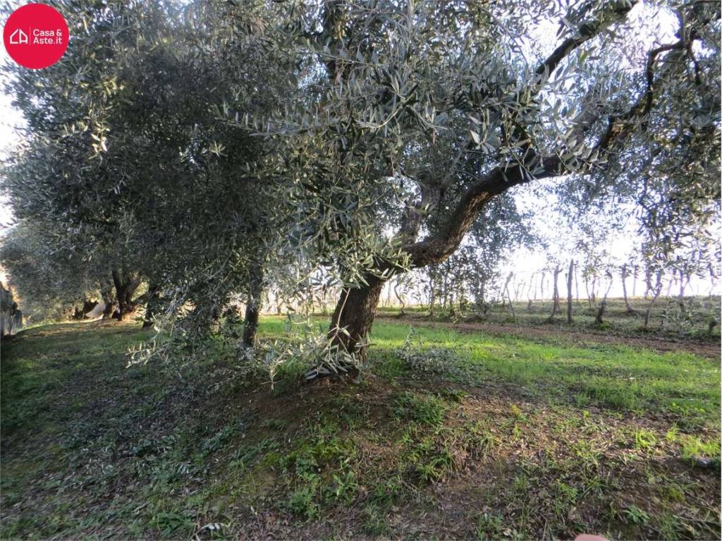 immagine annuncio 13 di 15