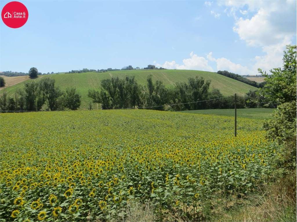 immagine annuncio 3 di 8