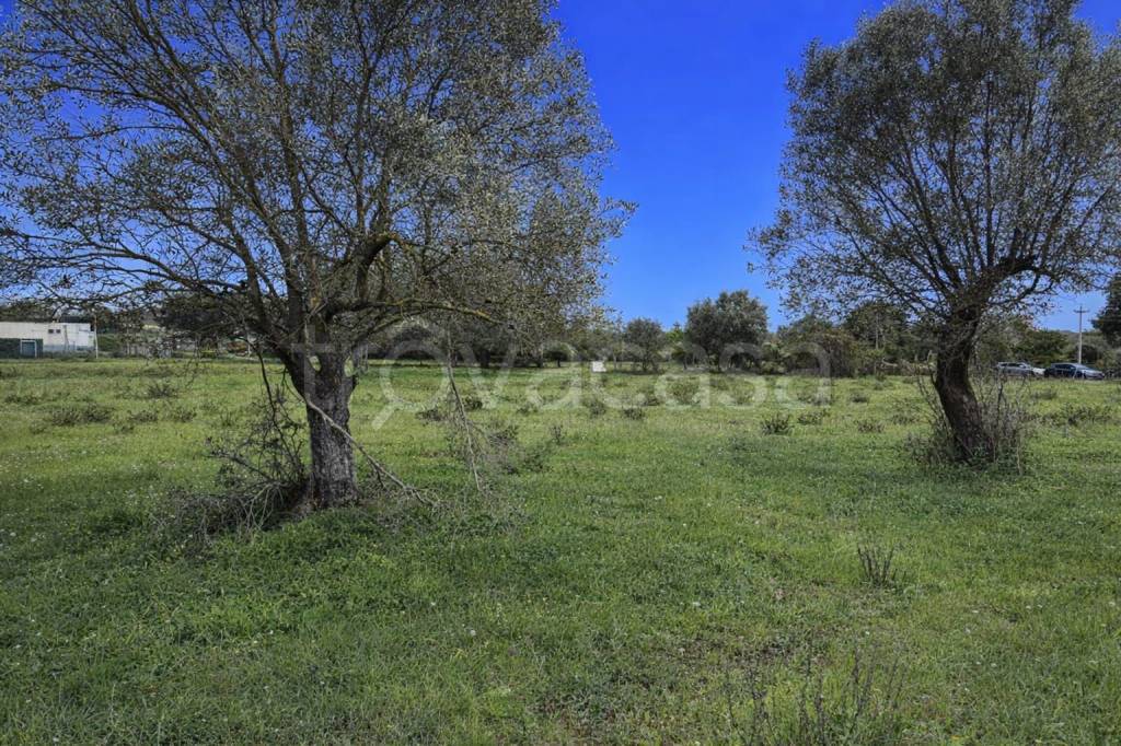 immagine annuncio 6 di 9