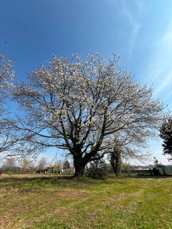 immagine annuncio 1 di 8