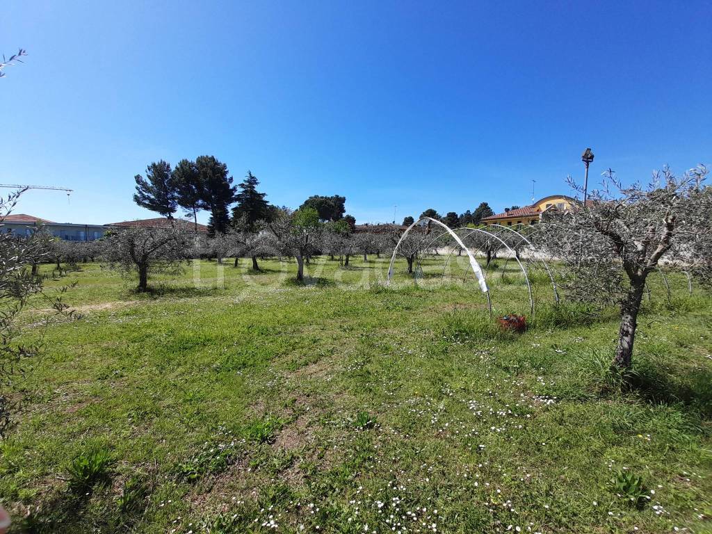 immagine annuncio 3 di 12