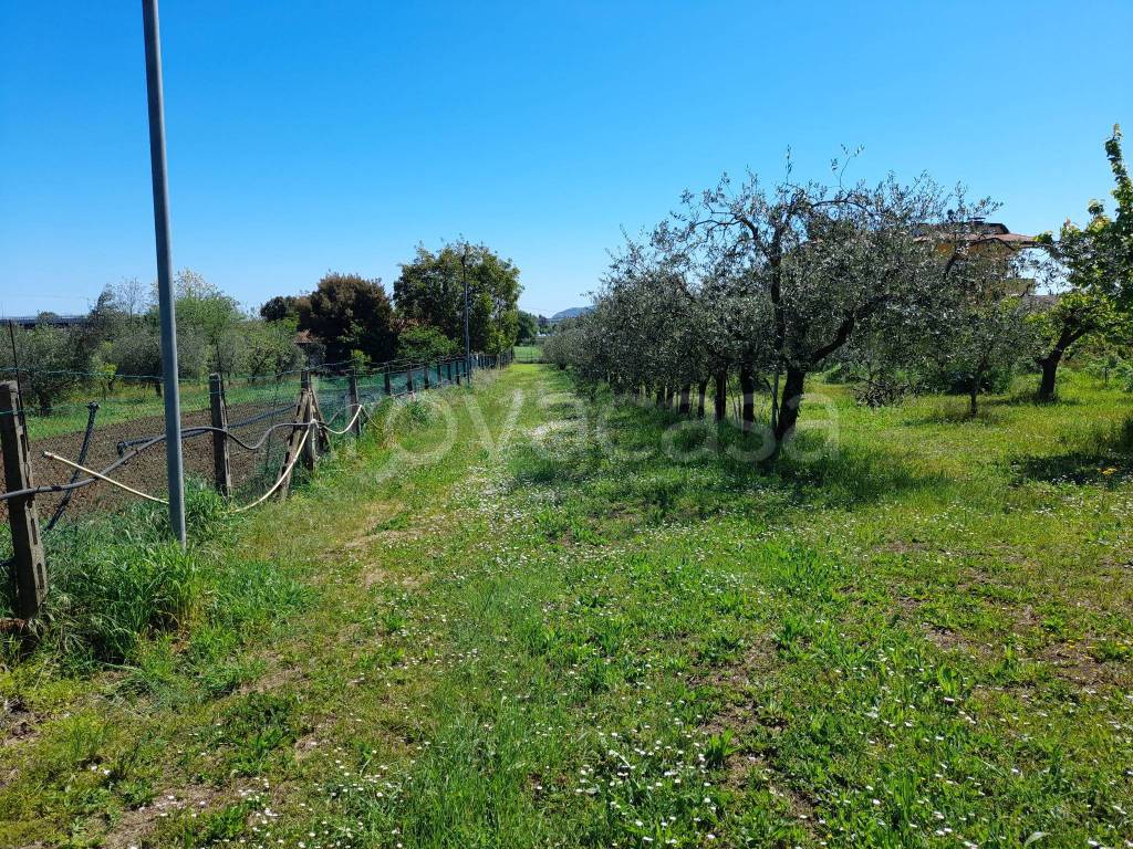 immagine annuncio 6 di 12