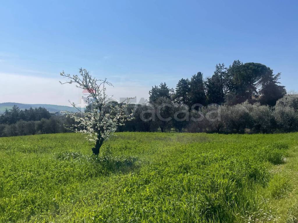 immagine annuncio 3 di 7