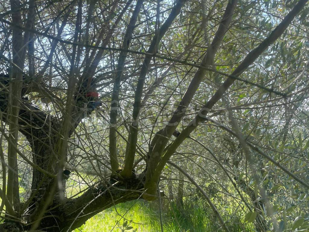 immagine annuncio 4 di 7