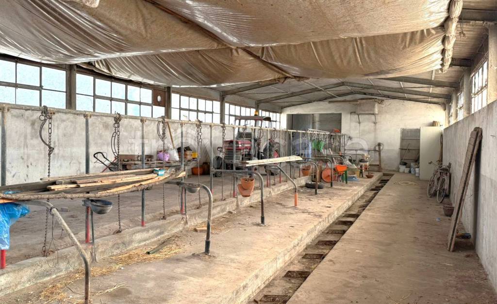 immagine annuncio 4 di 8