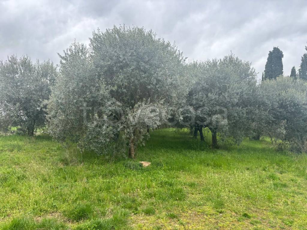 immagine annuncio 5 di 8