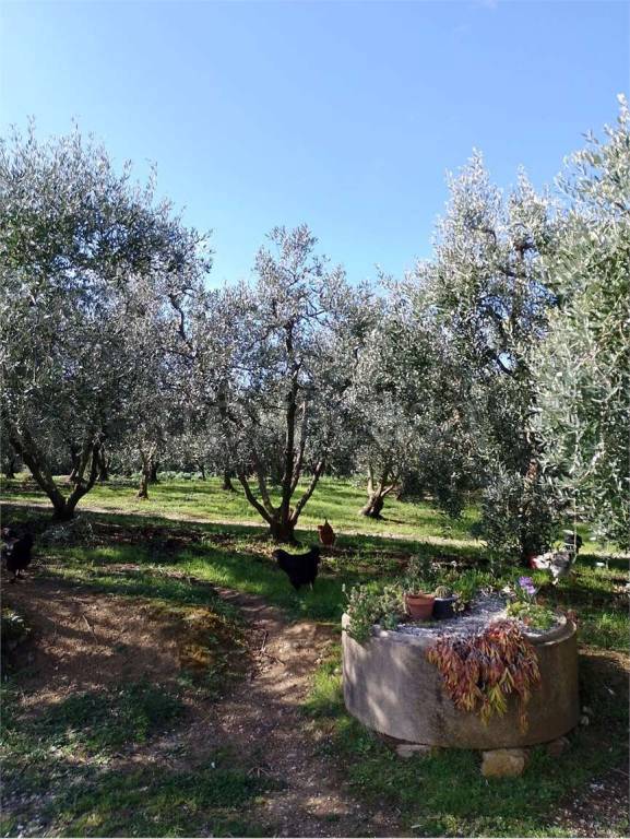 immagine annuncio 7 di 9