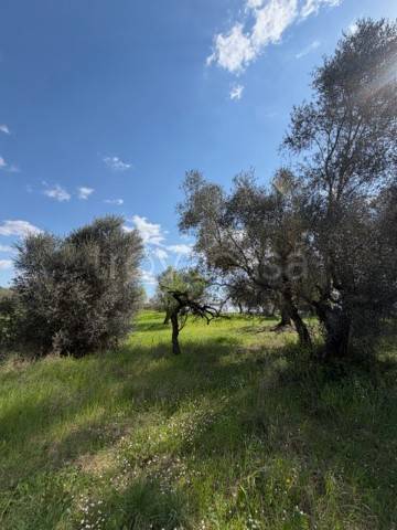 immagine annuncio 4 di 8