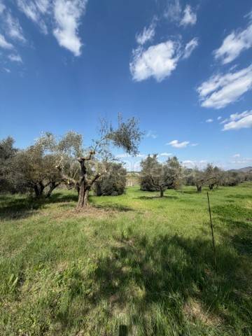 immagine annuncio 6 di 8