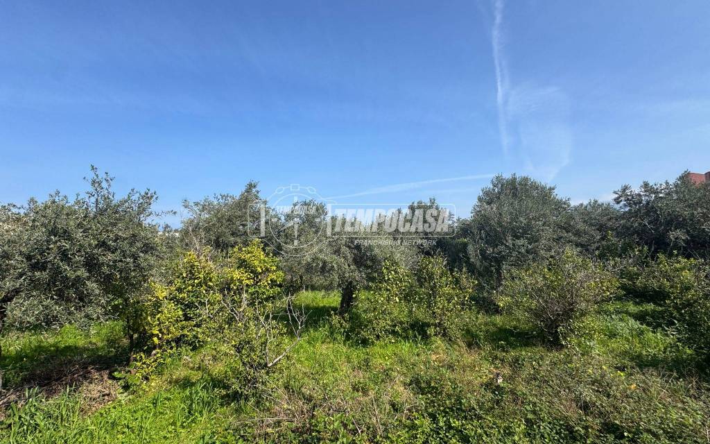 immagine annuncio 7 di 11