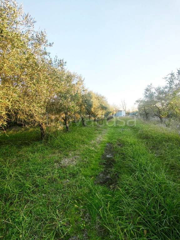 immagine annuncio 2 di 6