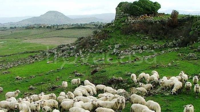 immagine annuncio 5 di 12