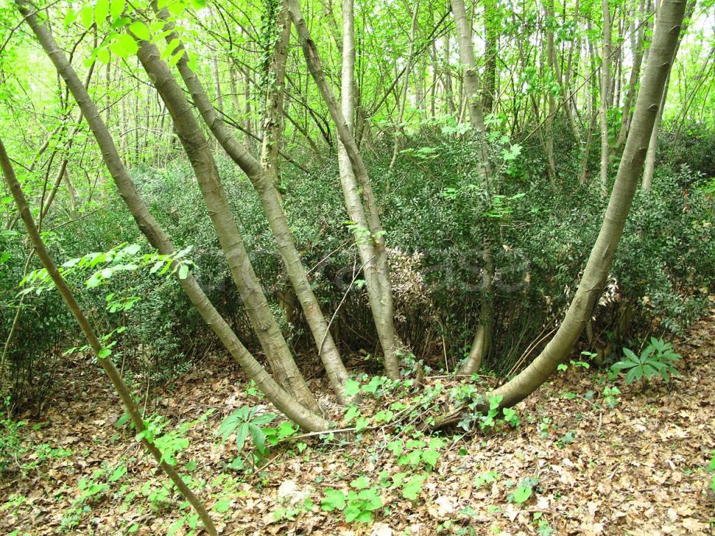 immagine annuncio 10 di 12