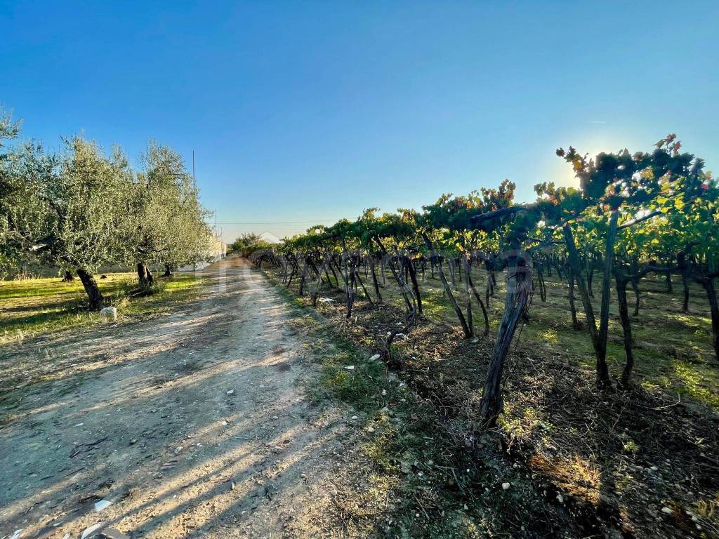 immagine annuncio 5 di 6