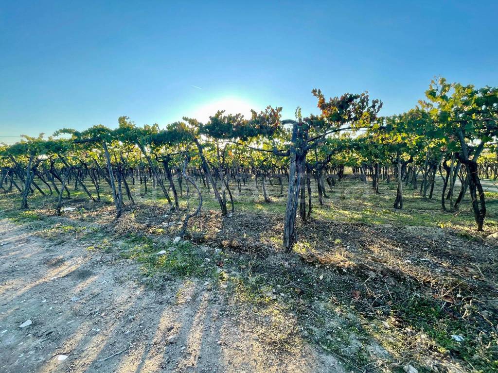 immagine annuncio 1 di 6