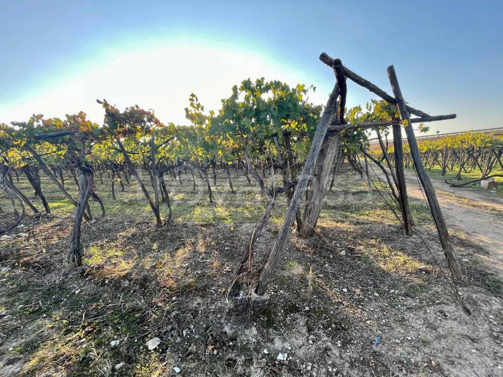 immagine annuncio 2 di 6