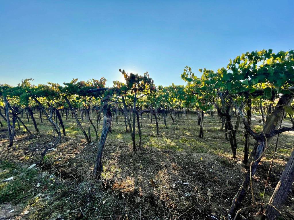 immagine annuncio 3 di 6