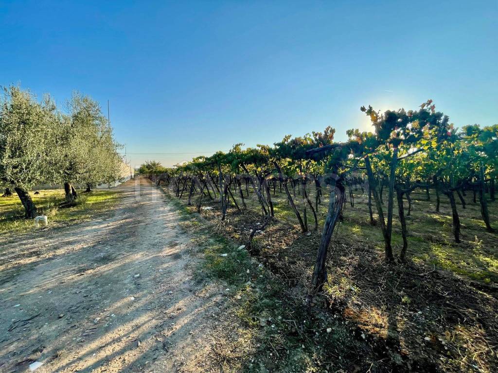 immagine annuncio 4 di 6