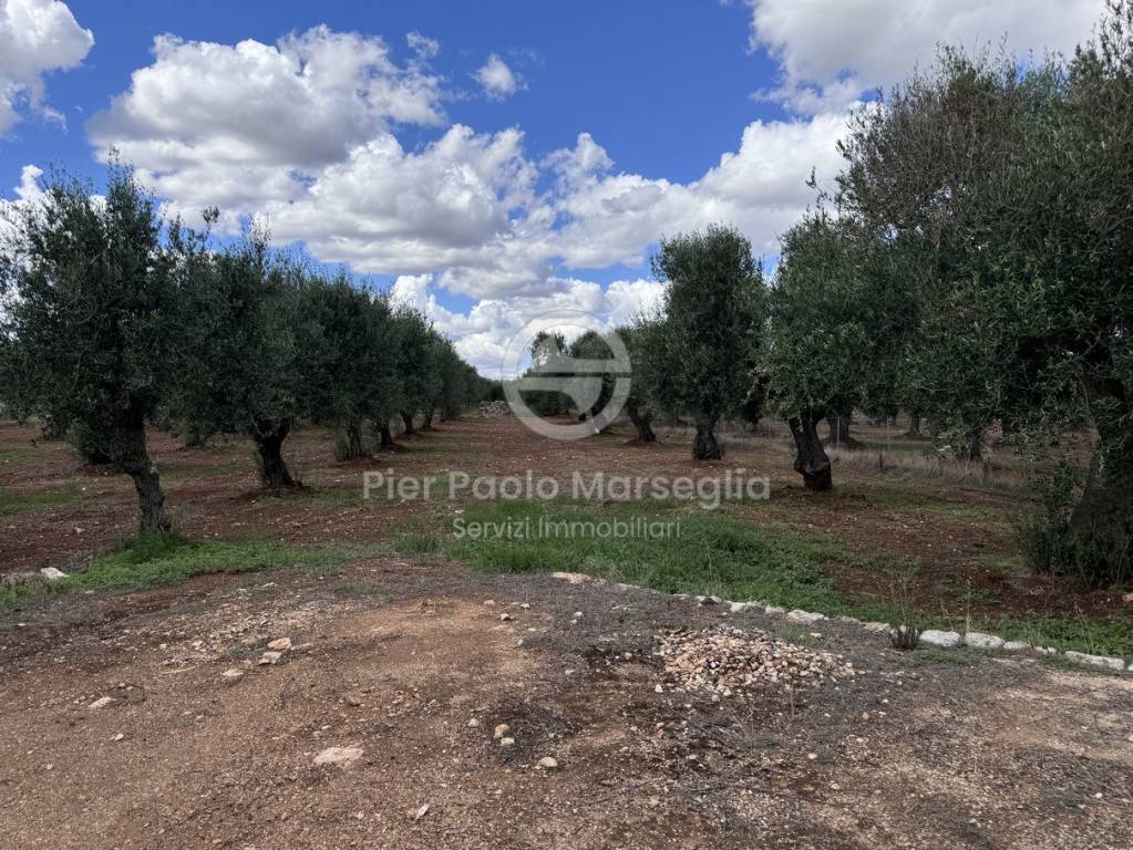 immagine annuncio 3 di 11