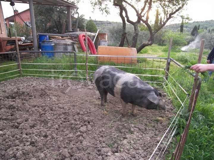 immagine annuncio 1 di 9