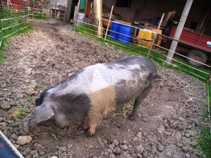 immagine annuncio 8 di 9