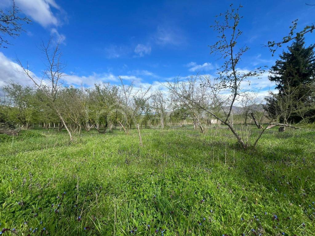 immagine annuncio 1 di 7