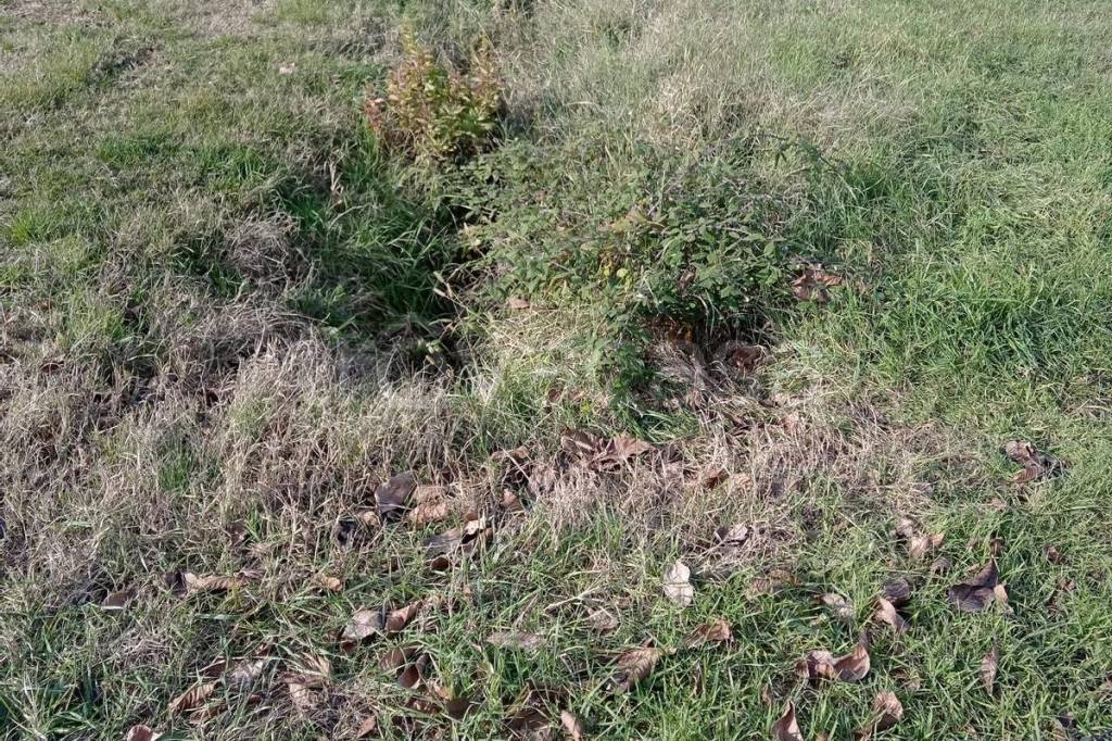 immagine annuncio 2 di 3