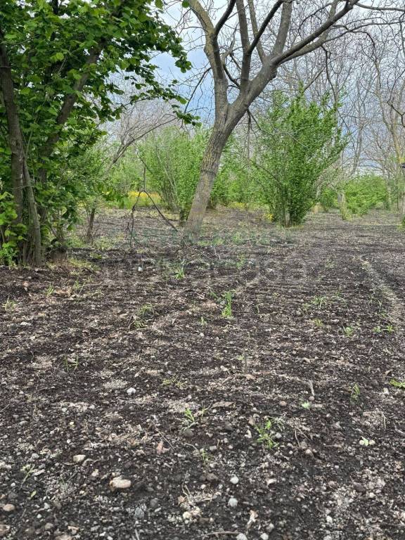 immagine annuncio 3 di 6