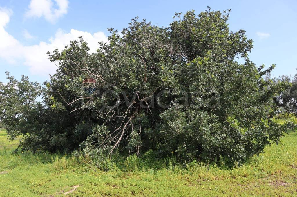 immagine annuncio 10 di 13