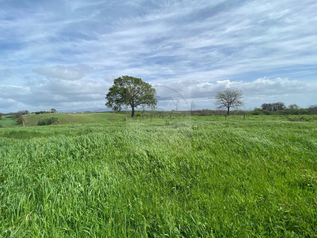 immagine annuncio 3 di 8