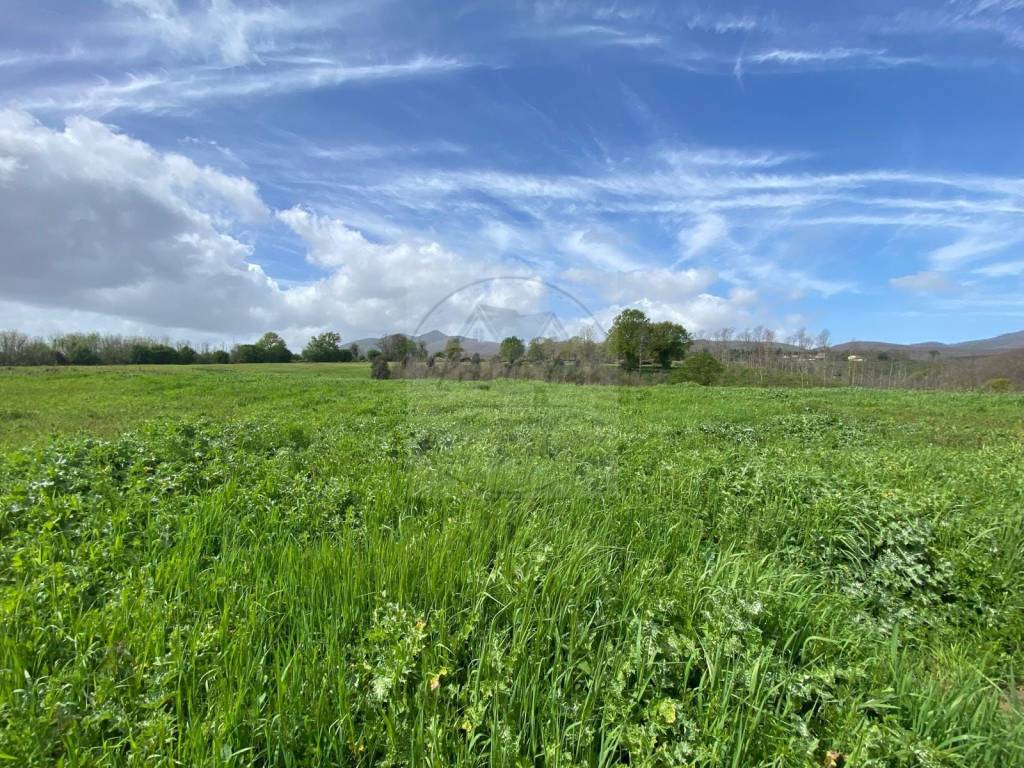 immagine annuncio 4 di 8